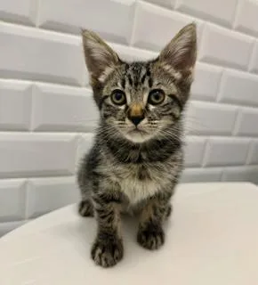 A young small-sized female Domestic Long Hair cat named Sprite for adoption in Miami, FL
