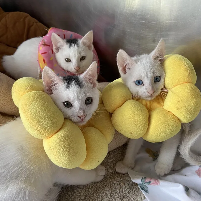 A baby small-sized female White Domestic Short Hair cat named Titania for adoption in Newark, DE