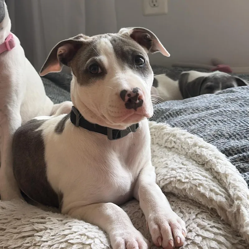 A baby small-sized female White / Cream Pit Bull Terrier dog named Baby Emma for adoption in Washington, DC