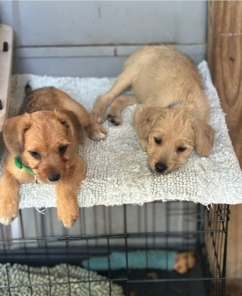 A baby medium-sized female Yellow / Tan / Blond / Fawn Border Terrier dog named Louise for adoption in Myrtle Beach, SC