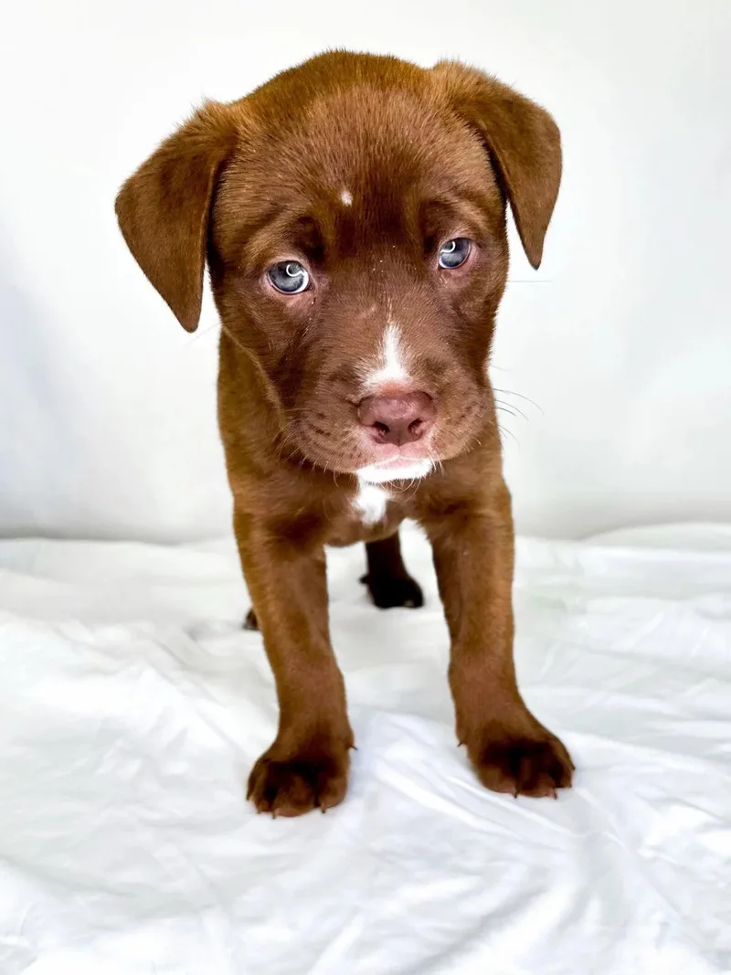 A baby medium-sized female Brown / Chocolate Pit Bull Terrier dog named Guava for adoption in Bixby, OK