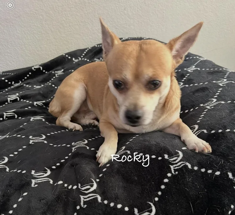 A senior small-sized male Terrier dog named Rocky for adoption in Las Vegas, NV
