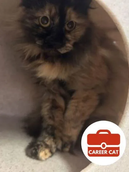 An adult small-sized female Domestic Long Hair cat named Oriole for adoption in Roseville, CA