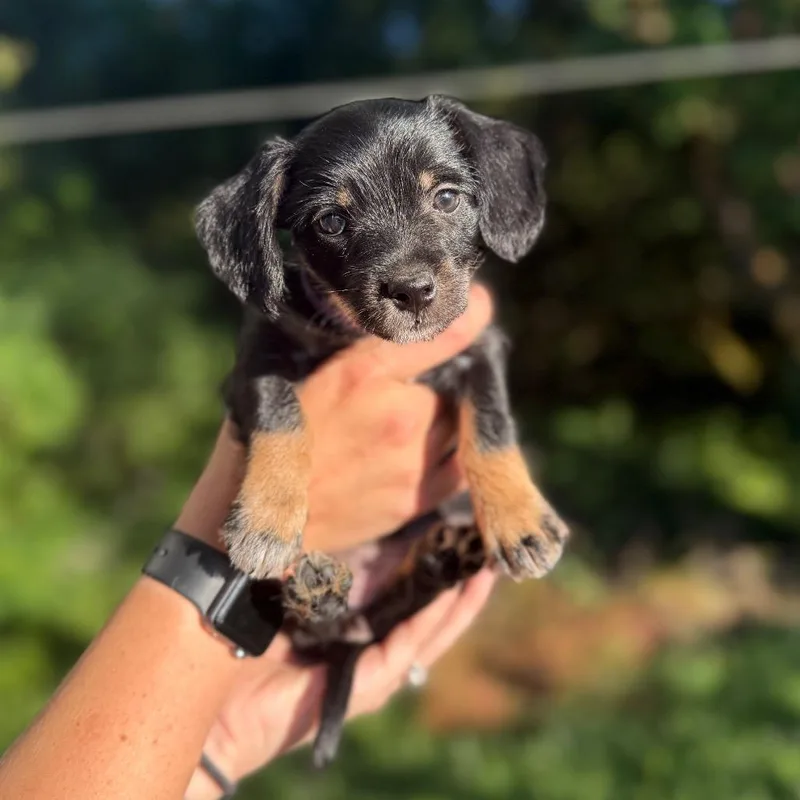 A baby small-sized female Black Terrier dog named May for adoption in Newberg, OR