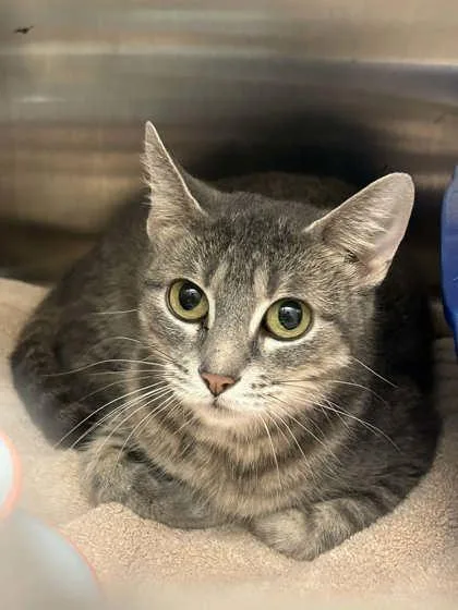 An adult large-sized female Domestic Short Hair cat named Peanut Trail Mix for adoption in Munster, IN