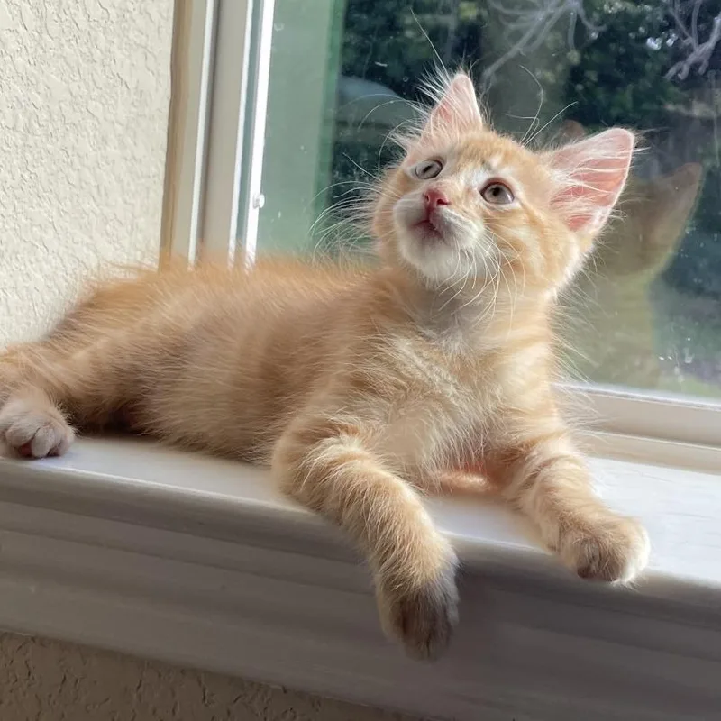 A baby small-sized male Orange / Red Domestic Short Hair cat named Perfect Day for adoption in Austin, TX