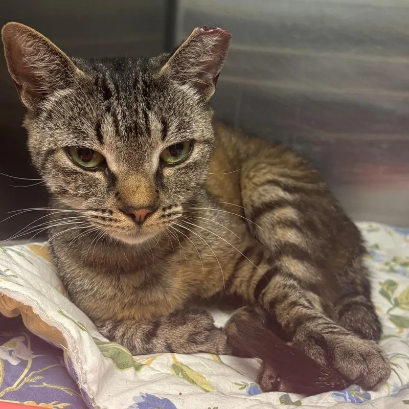 An adult medium-sized female Brown / Chocolate Domestic Short Hair cat named Jasmine for adoption in East Hanover, NJ