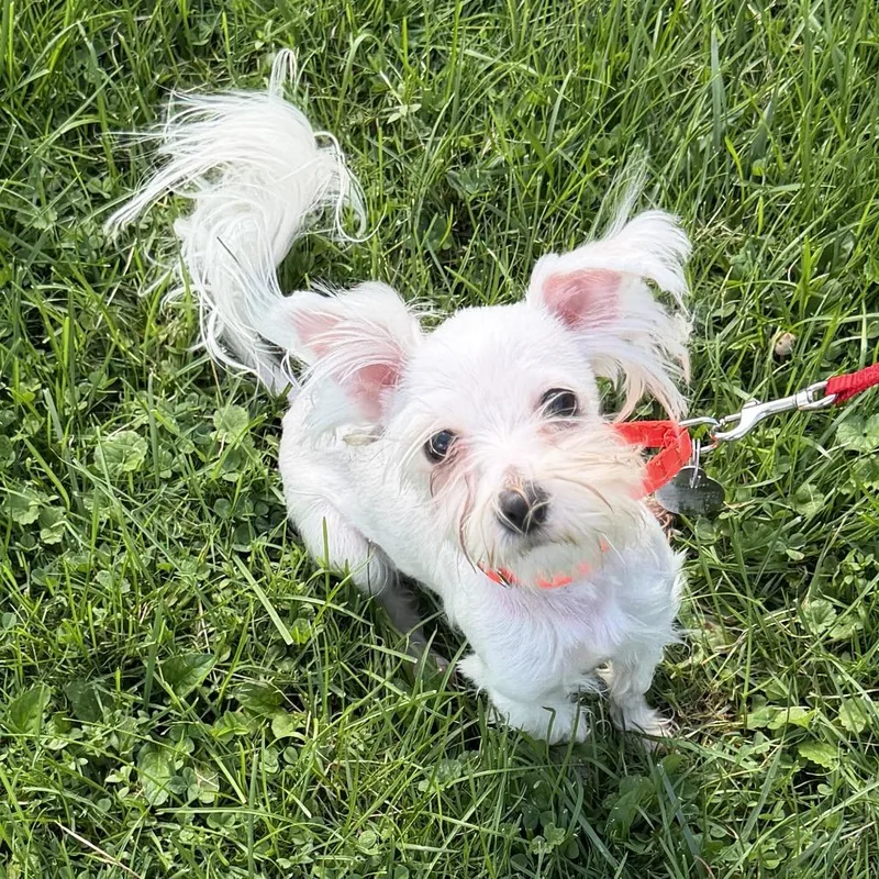 An adult small-sized male Mixed Breed dog named Einstein for adoption in Pittsford, VT