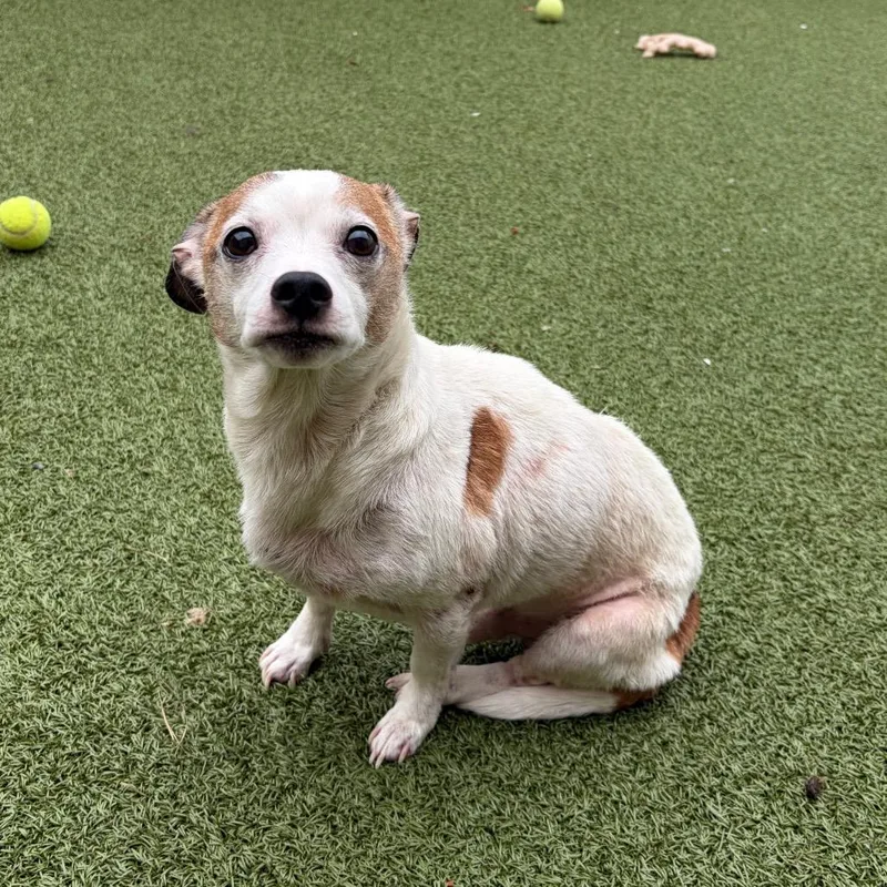 An adult small-sized male White / Cream Jack Russell Terrier dog named Frazier for adoption in Binghamton, NY