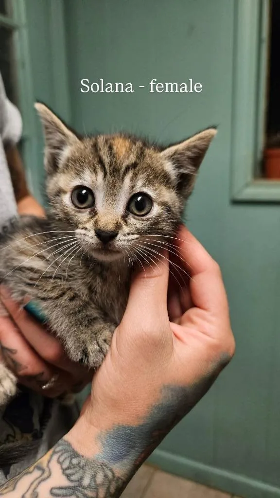 A baby small-sized female Domestic Short Hair cat named Solana for adoption in LIberty, NY