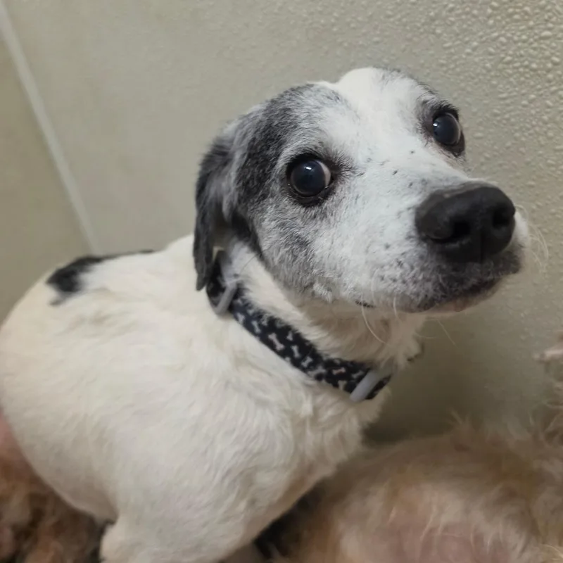 Sutton  Chino Hills thumbnail 2