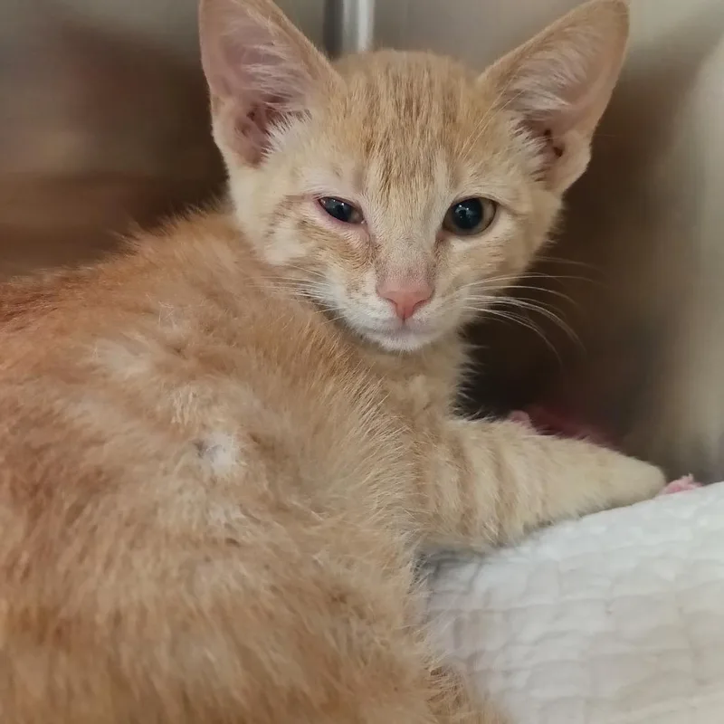 A baby small-sized female Orange / Red Domestic Short Hair cat named Runner for adoption in Galveston, TX