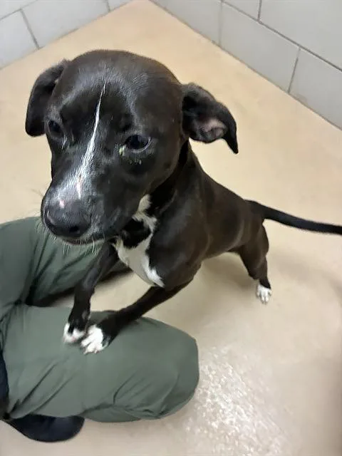 A young small-sized female Brown / Chocolate Mixed Breed dog named Skunk for adoption in Nashville, TN