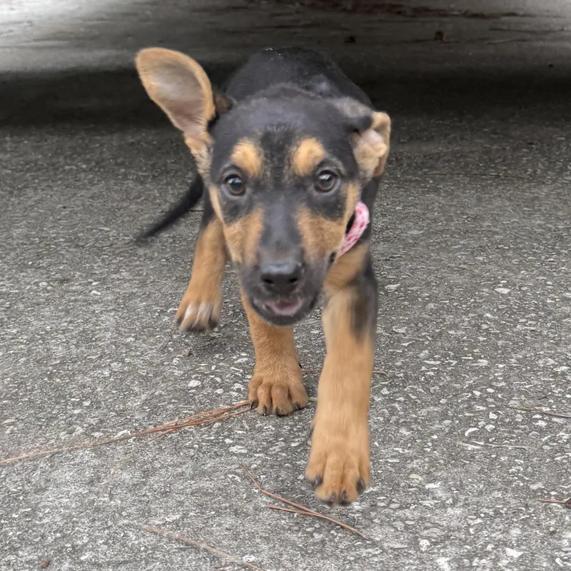 A baby large-sized female German Shepherd Dog dog named Paige for adoption in Folkston, GA