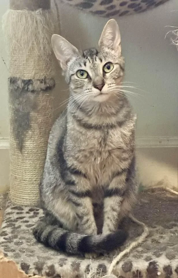An adult medium-sized female Tabby (Buff / Tan / Fawn) Tabby cat named Bebe for adoption in Columbia, SC