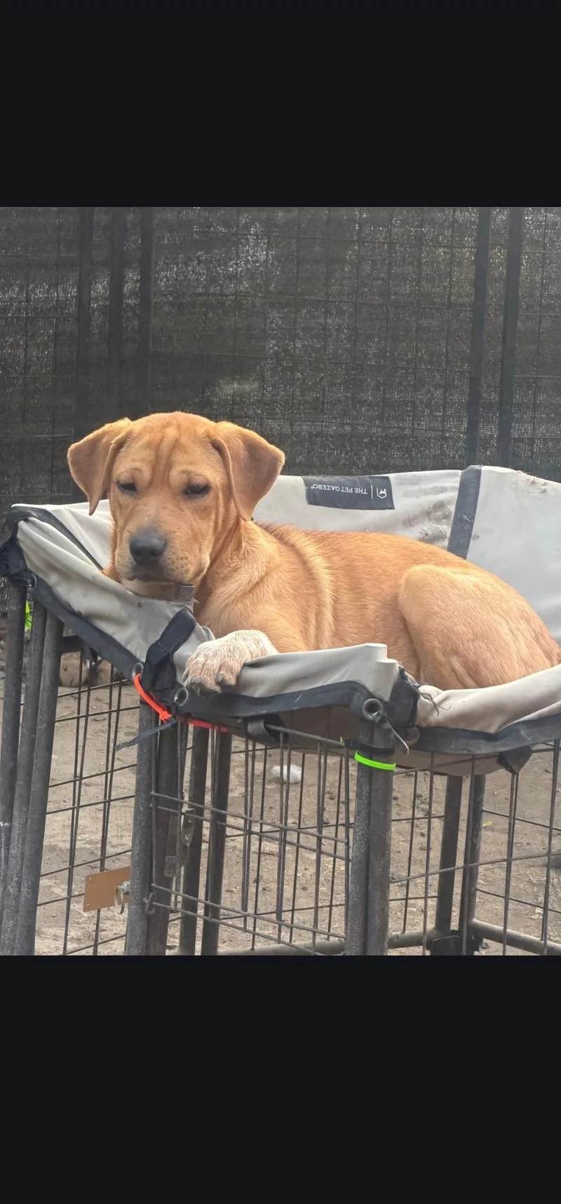 A young medium-sized female Shar-Pei dog named Coral for adoption in Hardin, MT