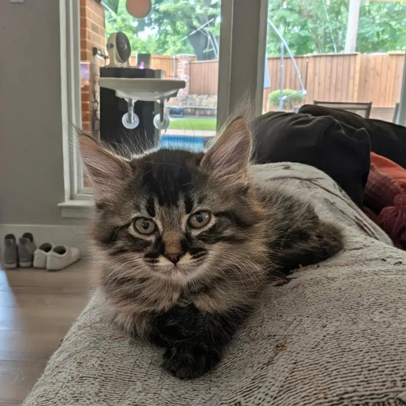 Clyde