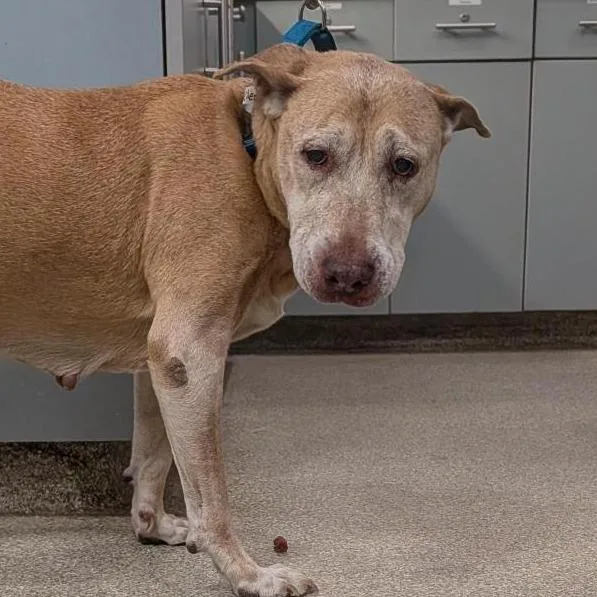 A senior large-sized female Yellow / Tan / Blond / Fawn Mixed Breed dog named Merilee for adoption in Jacksonville, FL