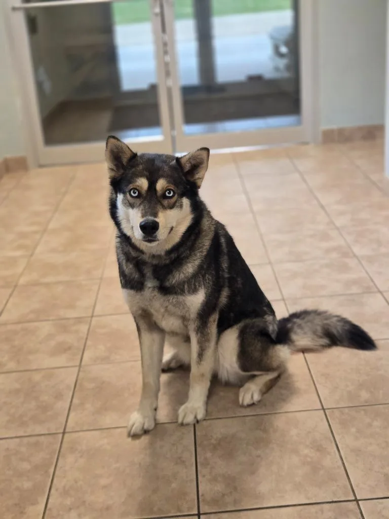 A young large-sized female Norwegian Elkhound dog named Signy for adoption in Viroqua, WI