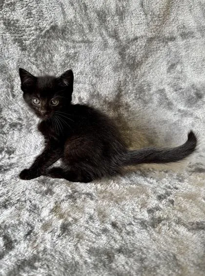 A young medium-sized male Domestic Short Hair cat named Flounder for adoption in Buffalo, MN