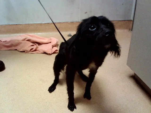 An adult small-sized female Terrier dog named Ellie for adoption in Martinez, CA