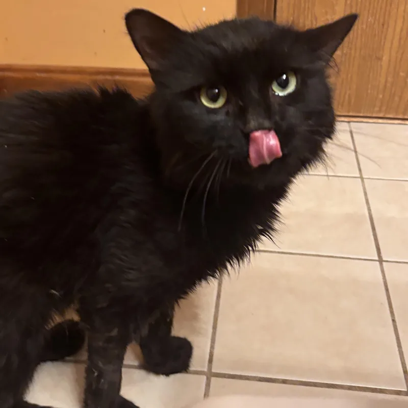A young medium-sized male Black Domestic Medium Hair cat named Alejandro for adoption in Melrose, MA