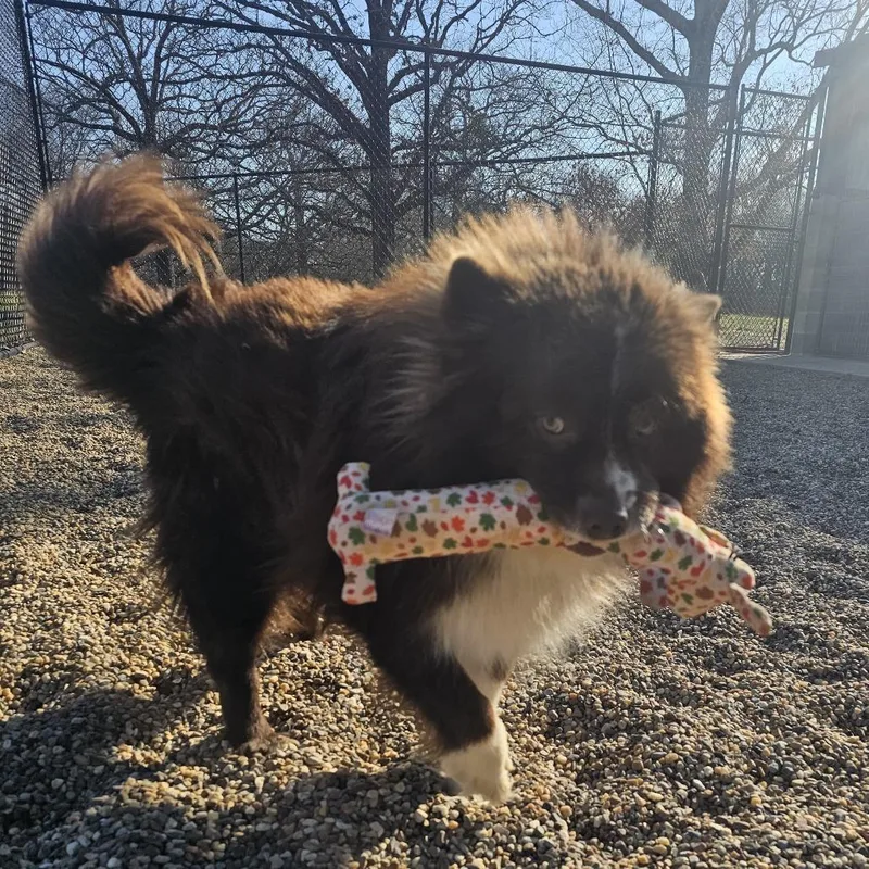 Sugar Bear