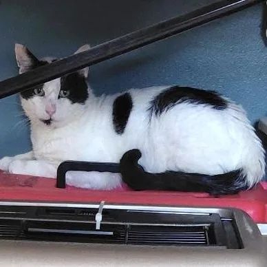 An adult large-sized male Domestic Short Hair cat named Jag for adoption in New York, NY