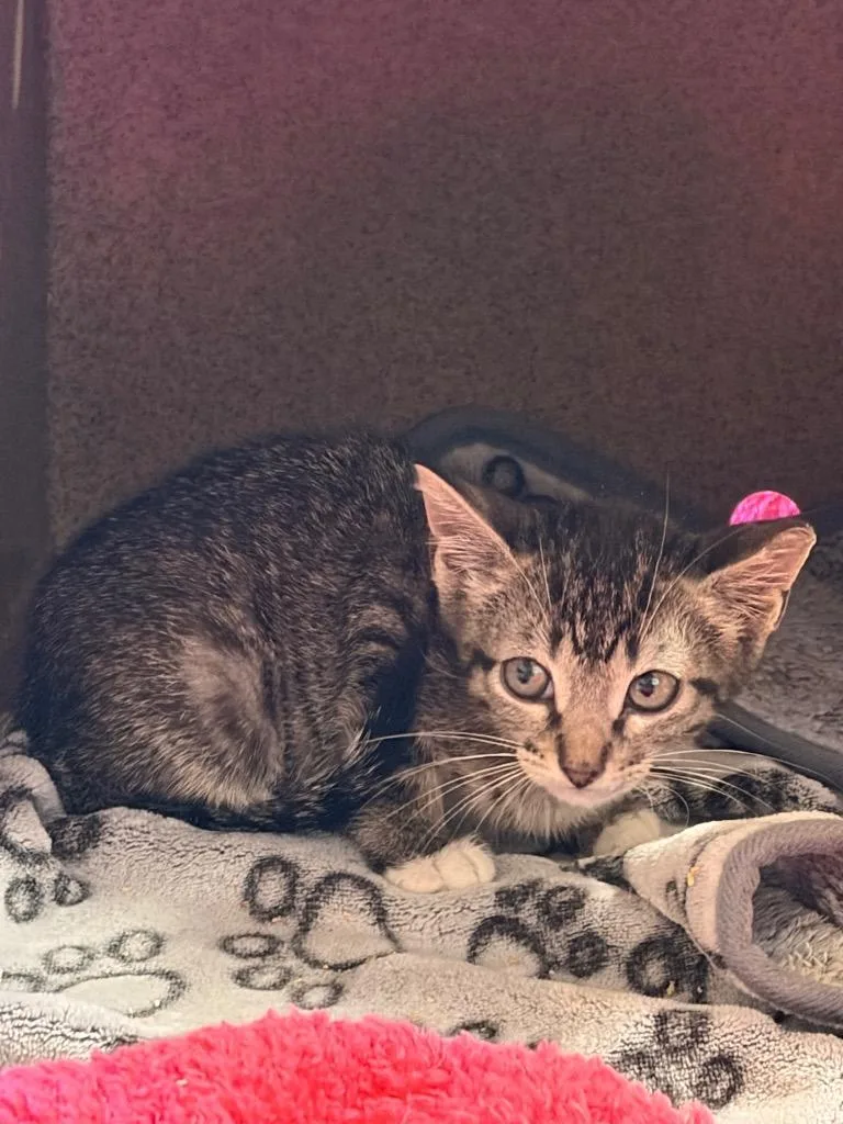 A baby small-sized female Domestic Short Hair cat named Bad Bunny for adoption in Corpus Christi, TX