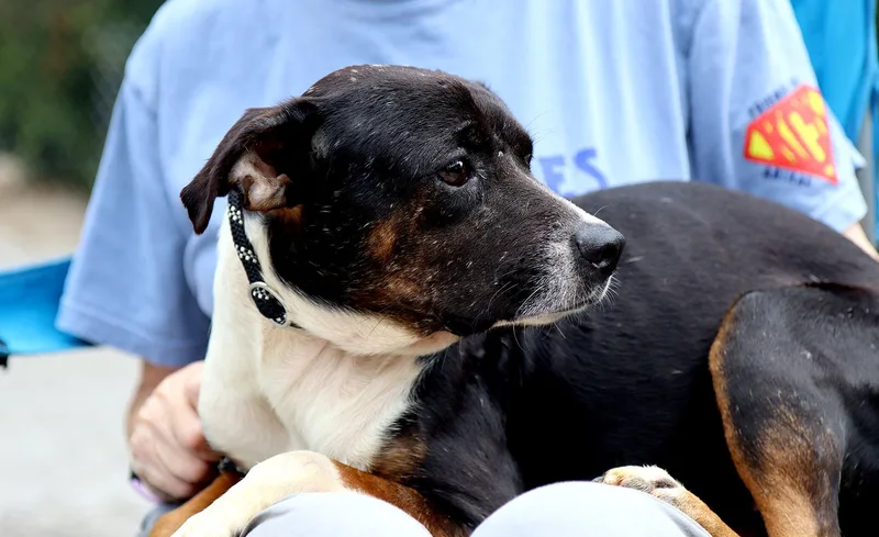 A young medium-sized female Tricolor (Brown, Black, & White) Terrier dog named Carrot Cake for adoption in Kansas City, KS