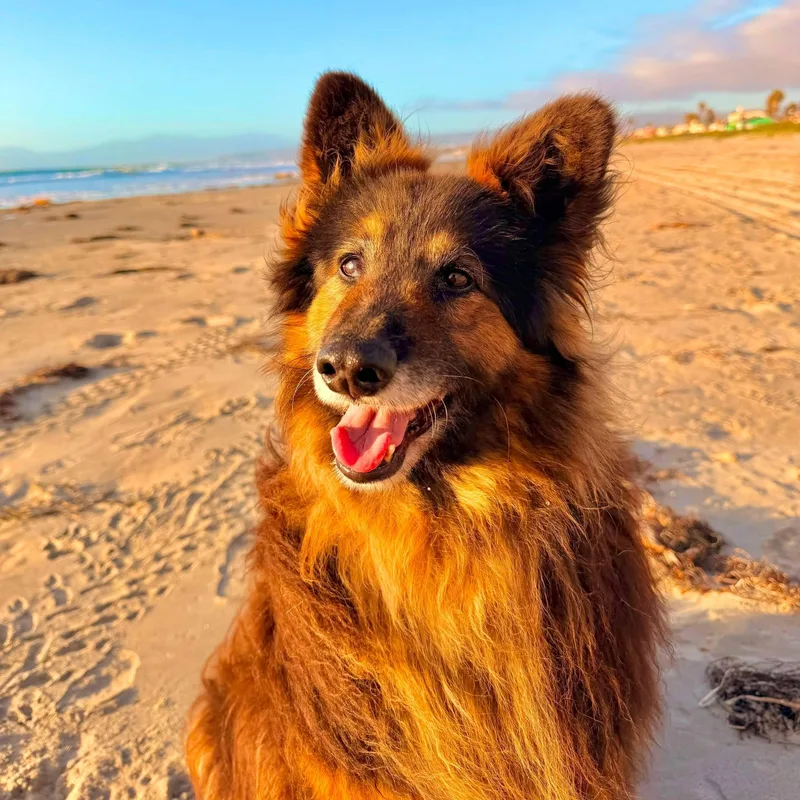 Koda
