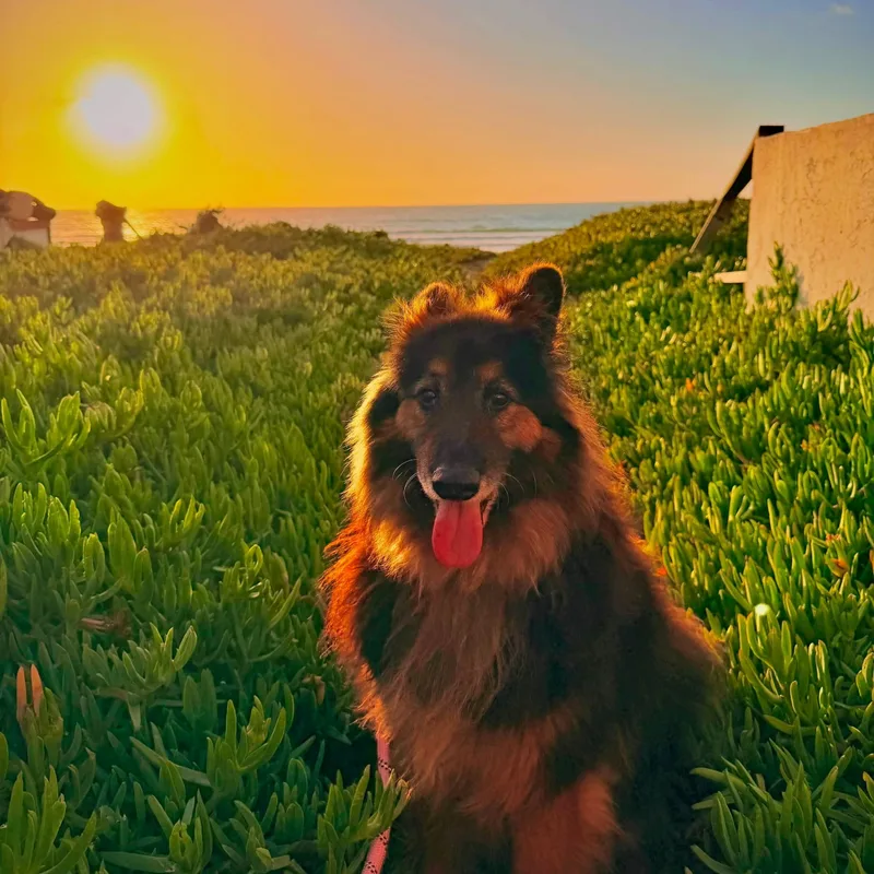Koda thumbnail 4