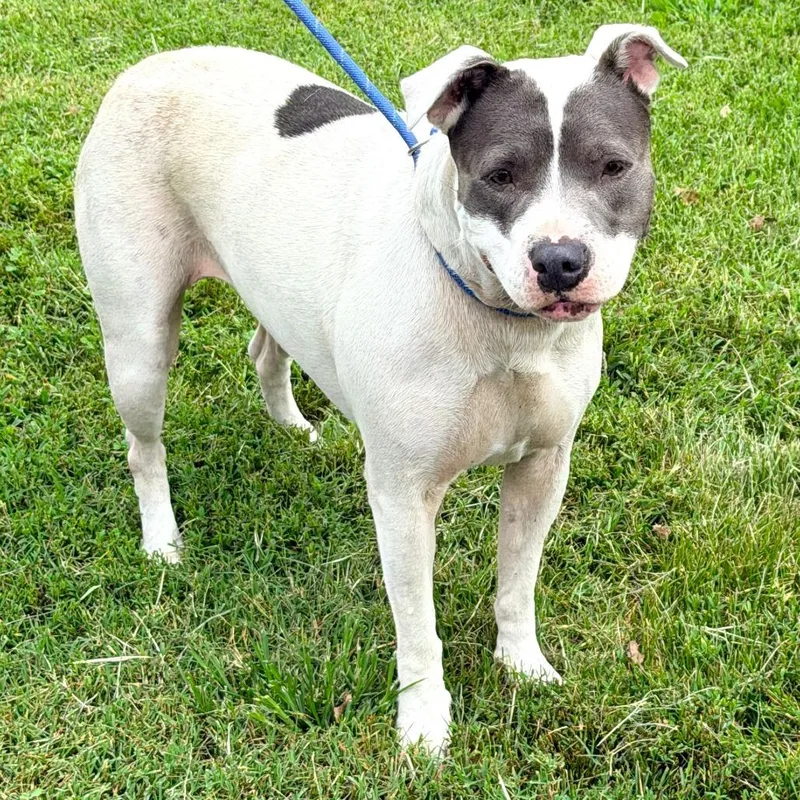 An adult large-sized female White / Cream Pit Bull Terrier dog named Zendaya for adoption in Warrensburg, MO