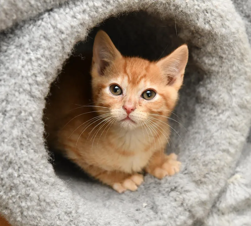 A baby large-sized male Tabby (Orange / Red) Domestic Short Hair cat named Herbert And Fizzy for adoption in Seattle, WA