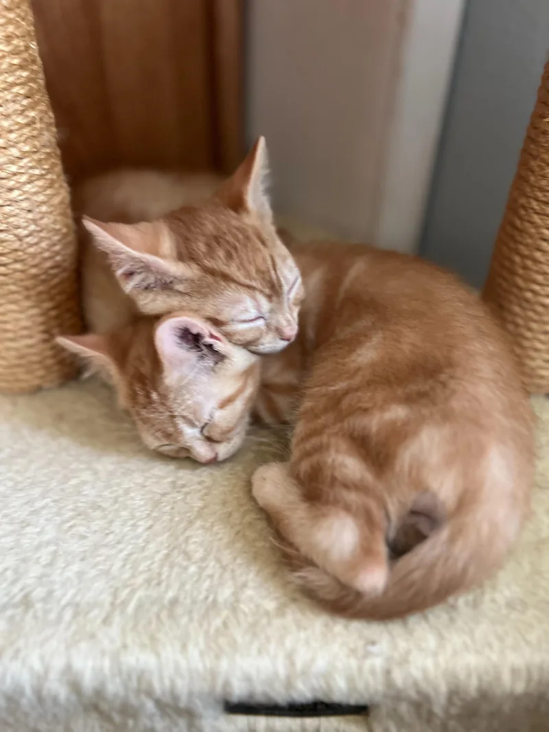 Herbert And Fizzy thumbnail 3