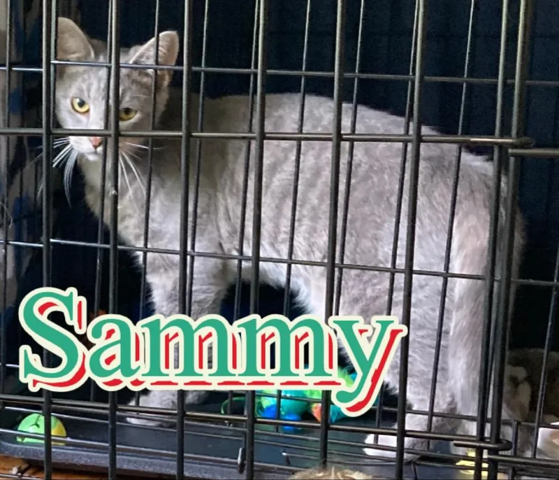 Sammy