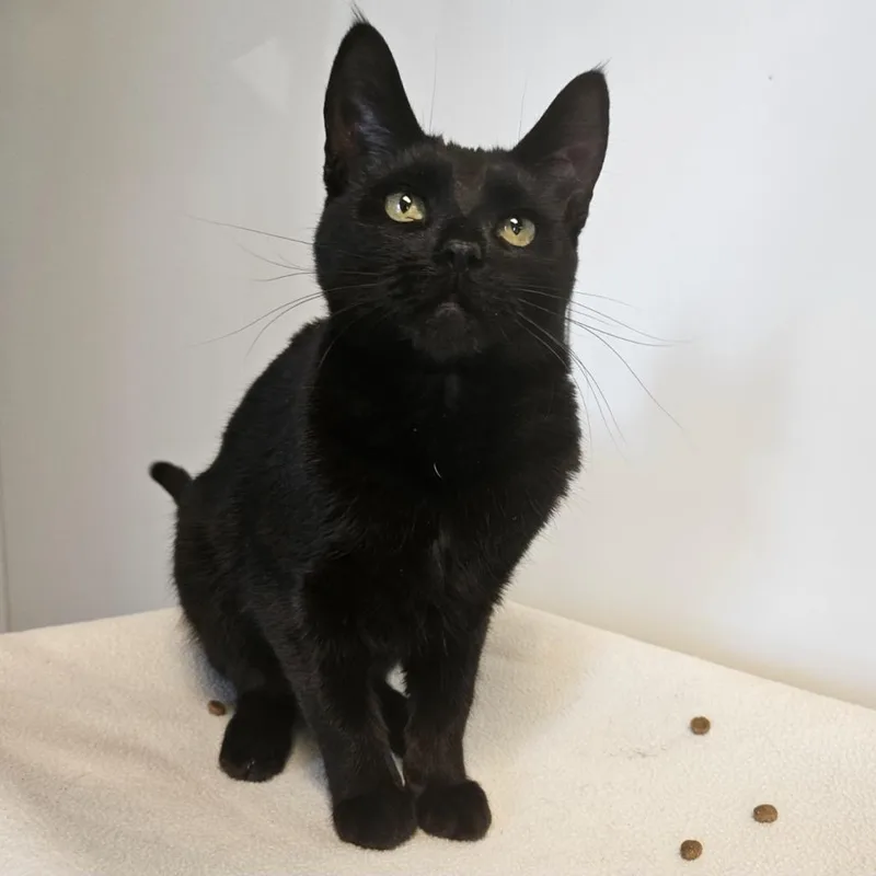 A baby small-sized female Domestic Short Hair cat named Lilo for adoption in Barron, WI