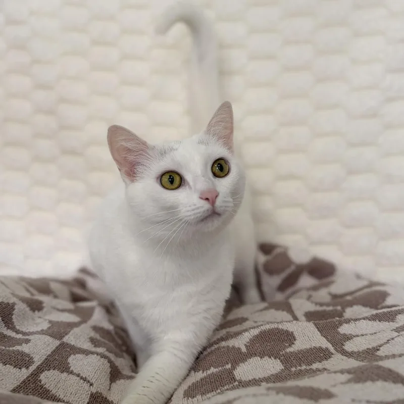 An adult large-sized female White Domestic Short Hair cat named Catalina for adoption in Deerfield, IL