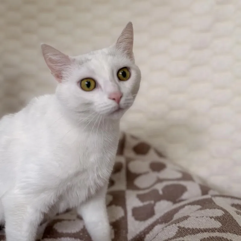 Catalina thumbnail 2