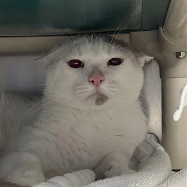 A young large-sized male Domestic Short Hair cat named Roundy Doundy for adoption in Las Vegas, NV