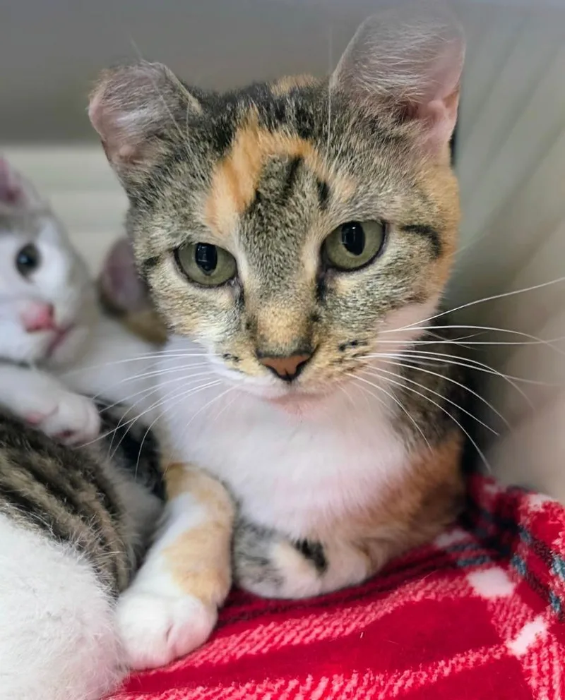A young medium-sized female Domestic Short Hair cat named Mama Mia for adoption in Bloomington, IN
