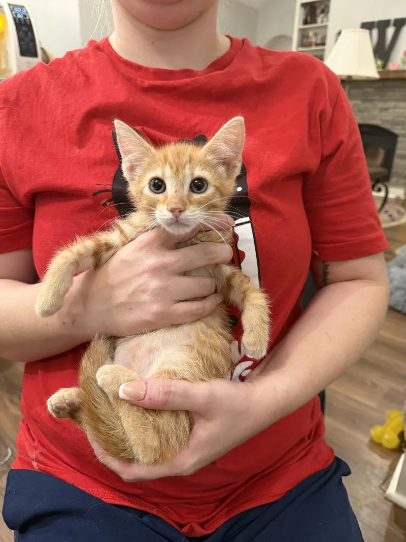 A young medium-sized male Orange & White Domestic Short Hair cat named Whopper Jr. for adoption in Camden, SC