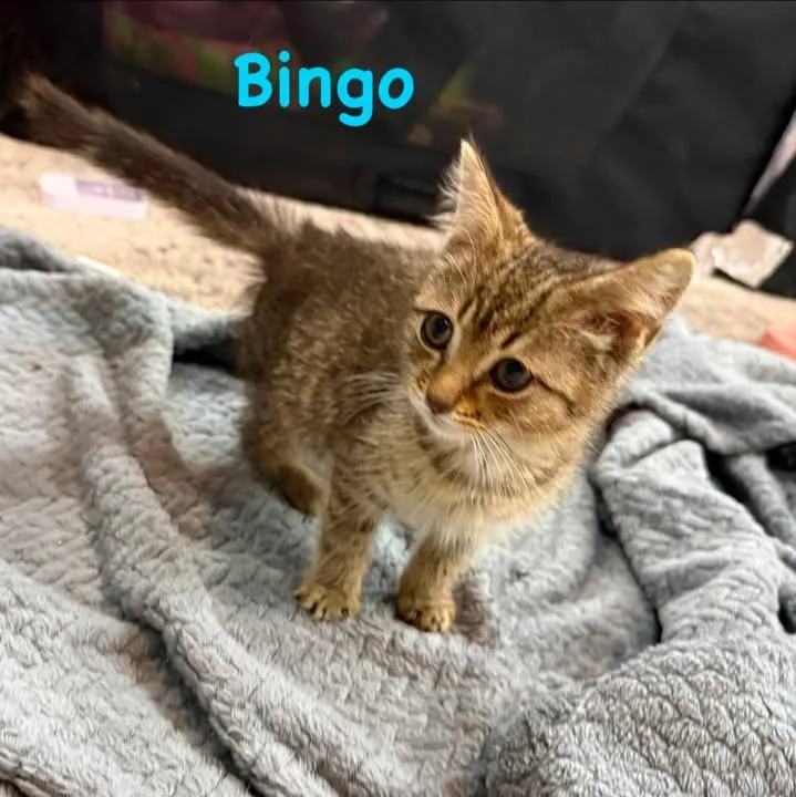 A young medium-sized male Tabby (Brown / Chocolate) Domestic Short Hair cat named Bingo for adoption in Leitchfield, KY