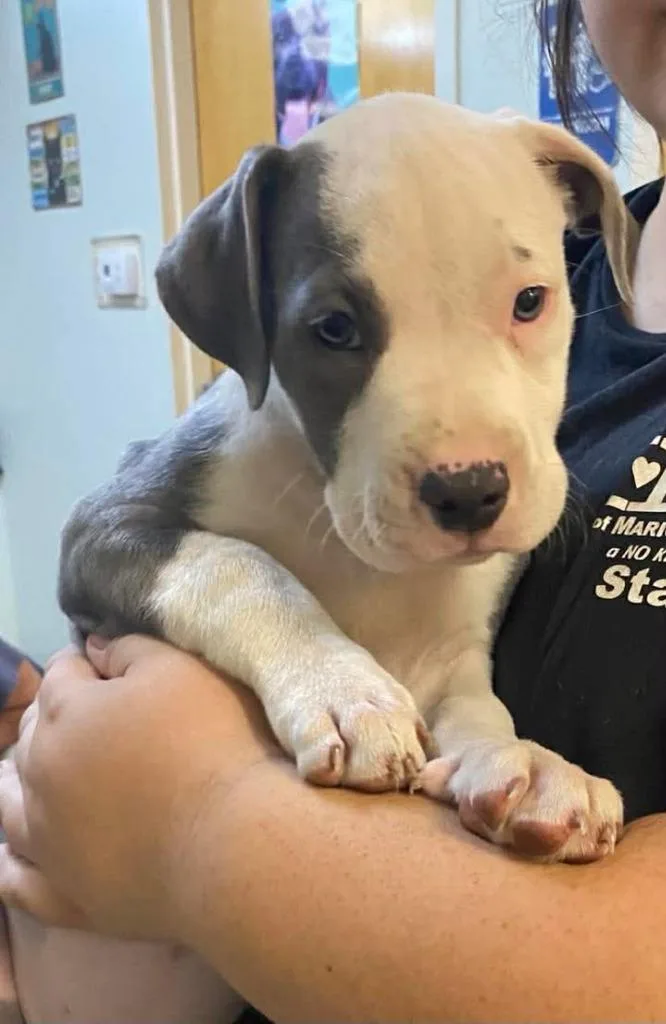 A baby large-sized female Mixed Breed dog named Charlie for adoption in Ocala, FL