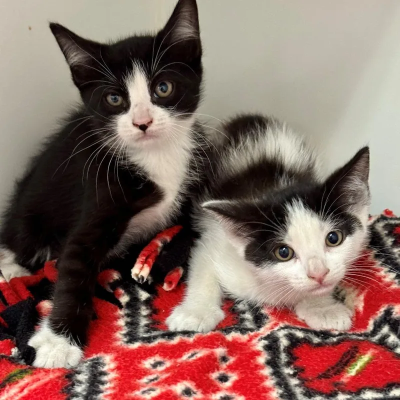 A baby small-sized male White Domestic Short Hair cat named Edsel for adoption in Hawthorne, CA