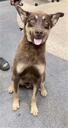 A young large-sized male German Shepherd Dog dog named Tillz for adoption in Los Angeles, CA