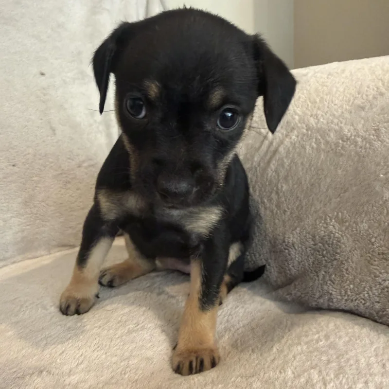 A baby small-sized female Bicolor Border Terrier dog named Renata for adoption in San Diego, CA