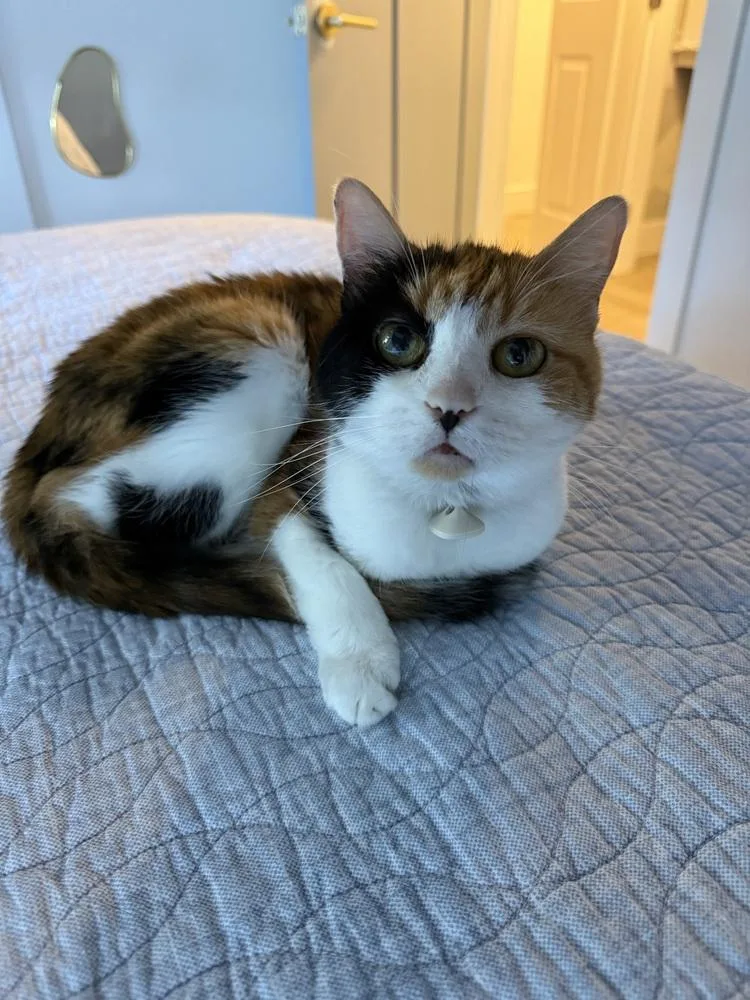 An adult medium-sized female Domestic Short Hair cat named Riesling for adoption in Wilmington, NC
