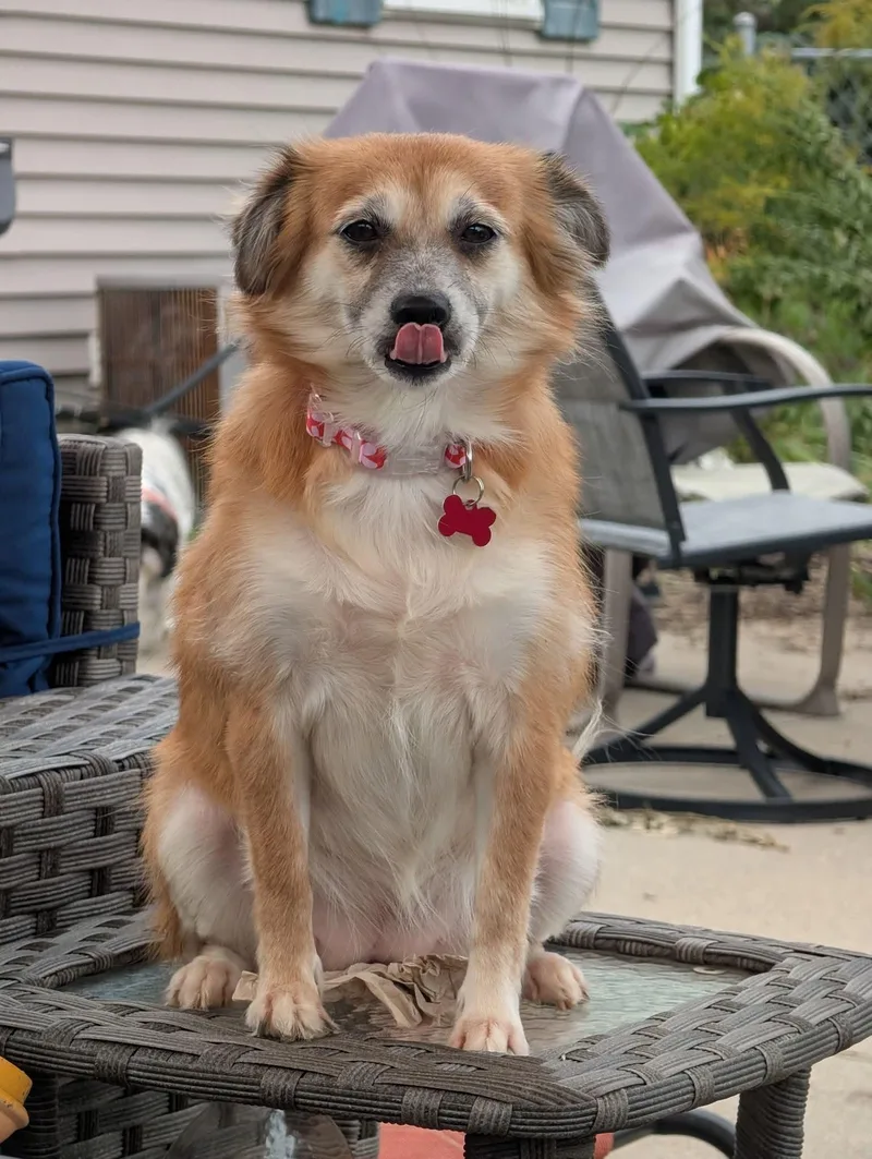 An adult small-sized female Yorkshire Terrier dog named Morgi for adoption in Lisbon, IA