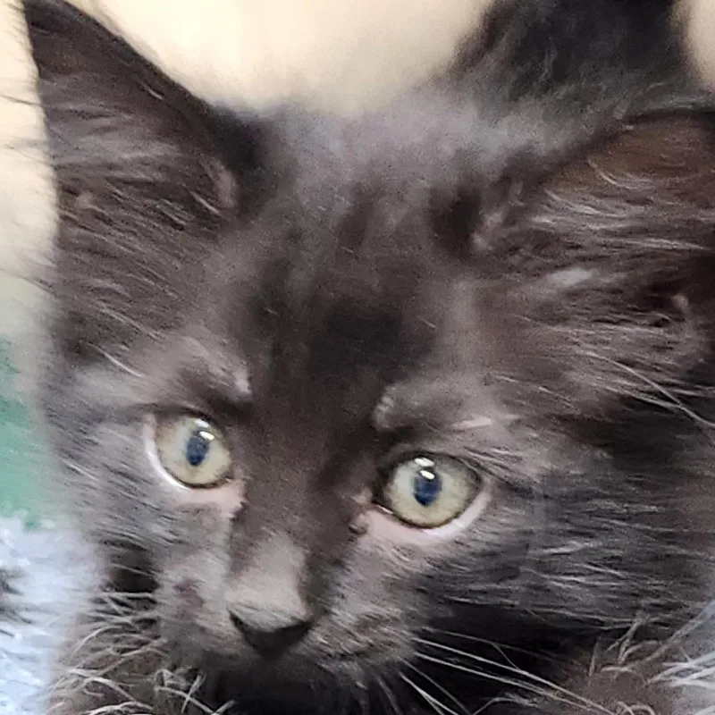 A baby small-sized female Black Domestic Long Hair cat named Rosemary K for adoption in Corsicana, TX